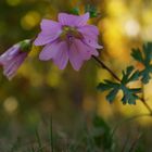 Wildblume im Sonnenlicht