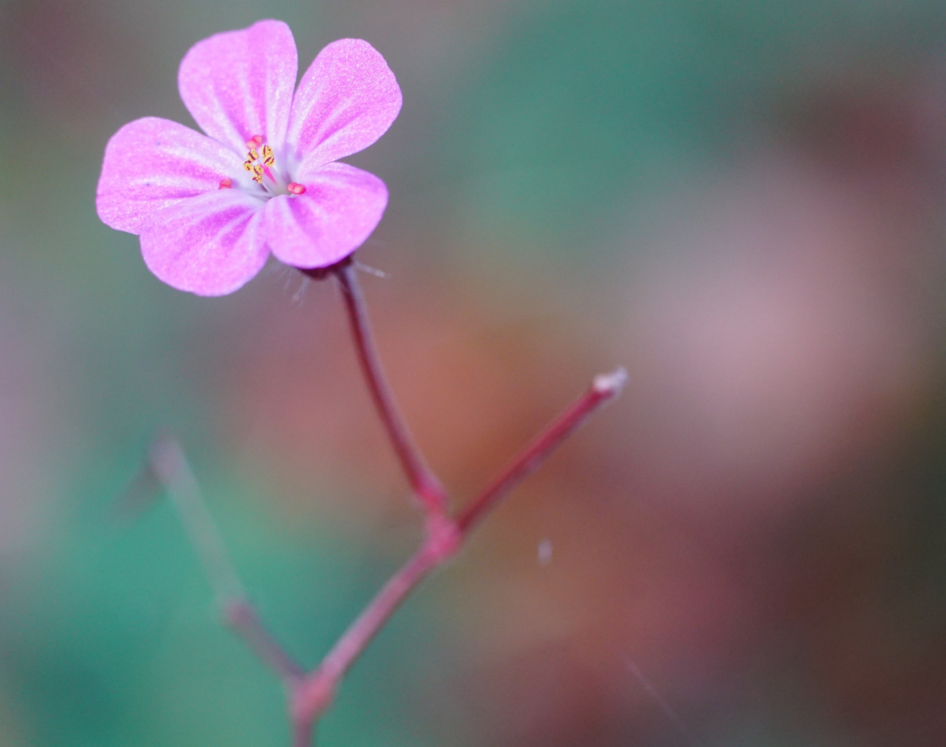 Wildblume im Wald 07