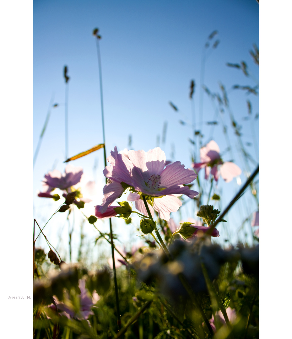 ***Wildblume in der Sommersonne***