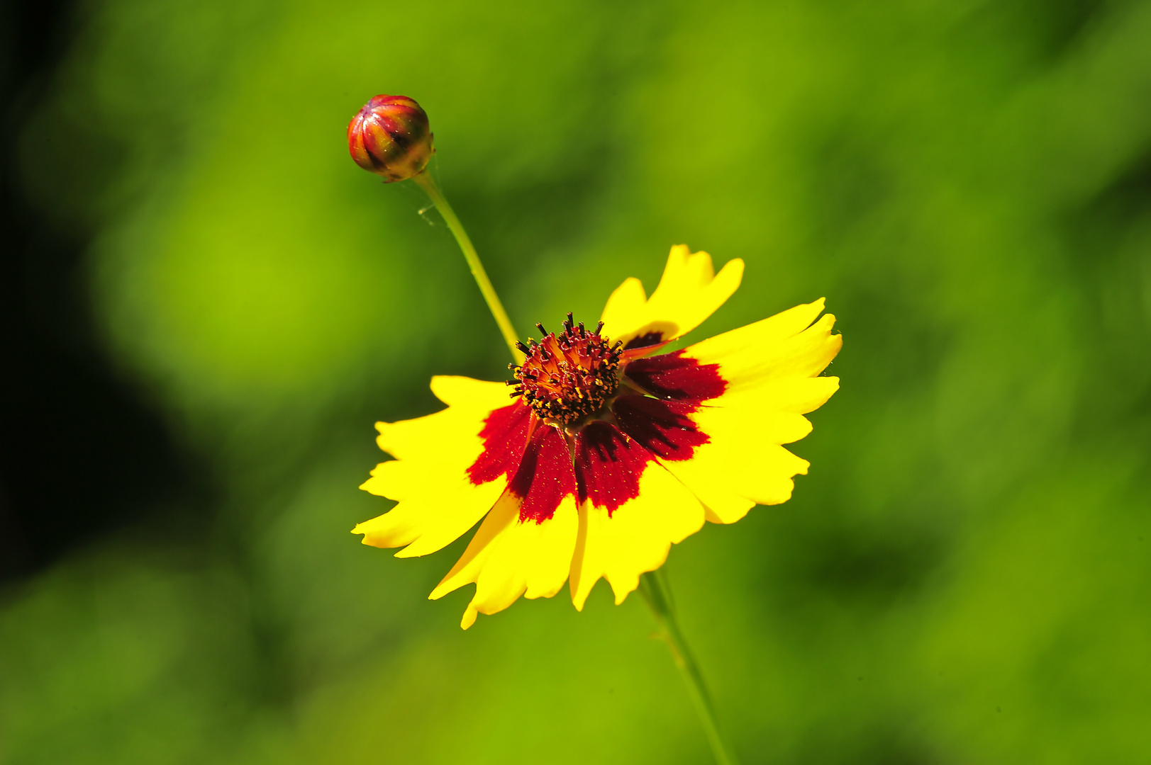 Wildblume Mädchenauge (Coreopsis)