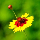 Wildblume Mädchenauge (Coreopsis)