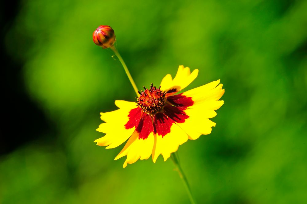 Wildblume Mädchenauge (Coreopsis)