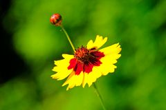 Wildblume Mädchenauge (Coreopsis)