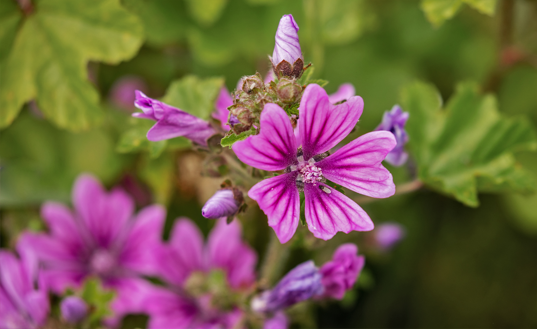 Wildblume mit Besucher