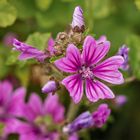 Wildblume mit Besucher