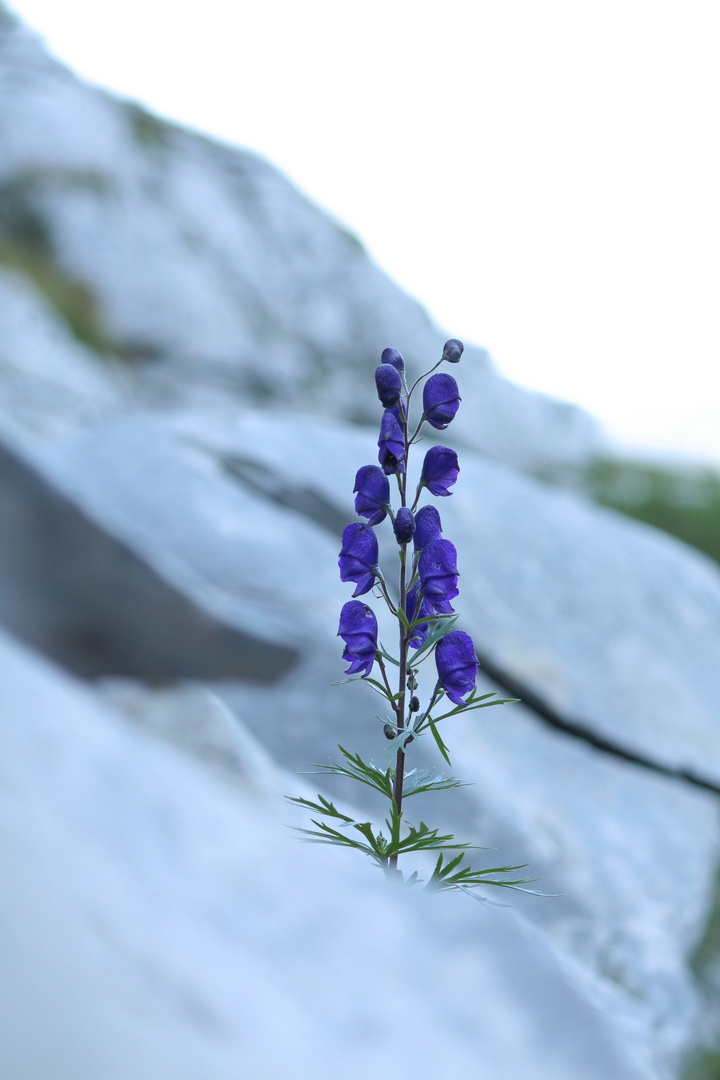 Wildblume trotzt dem Schnee