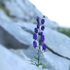 Wildblume trotzt dem Schnee