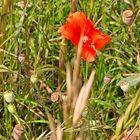 Wildblume zwischen Gräsern