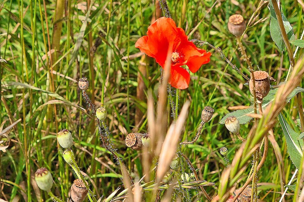 Wildblume zwischen Gräsern