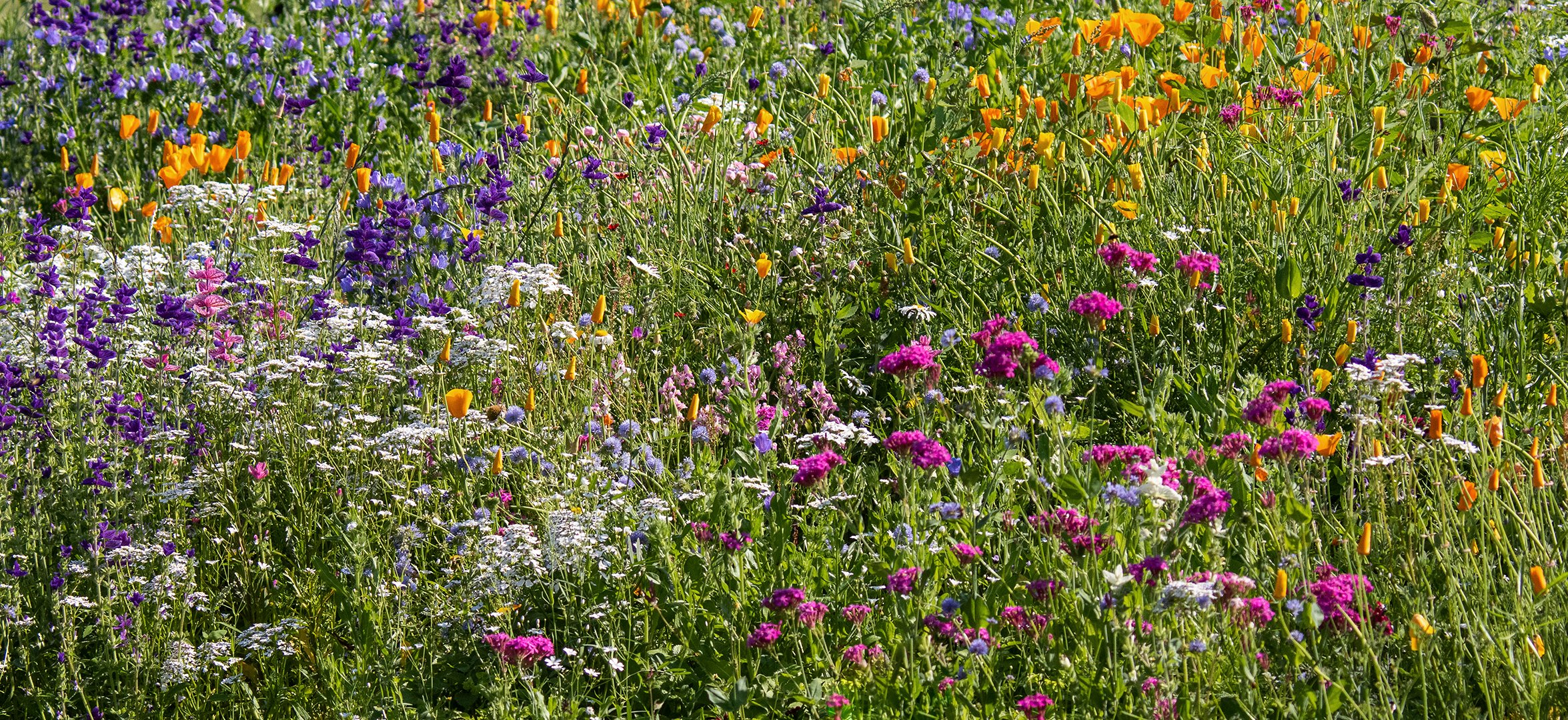 Wildblumen 002 Foto & Bild pflanzen, pilze & flechten, landschaft