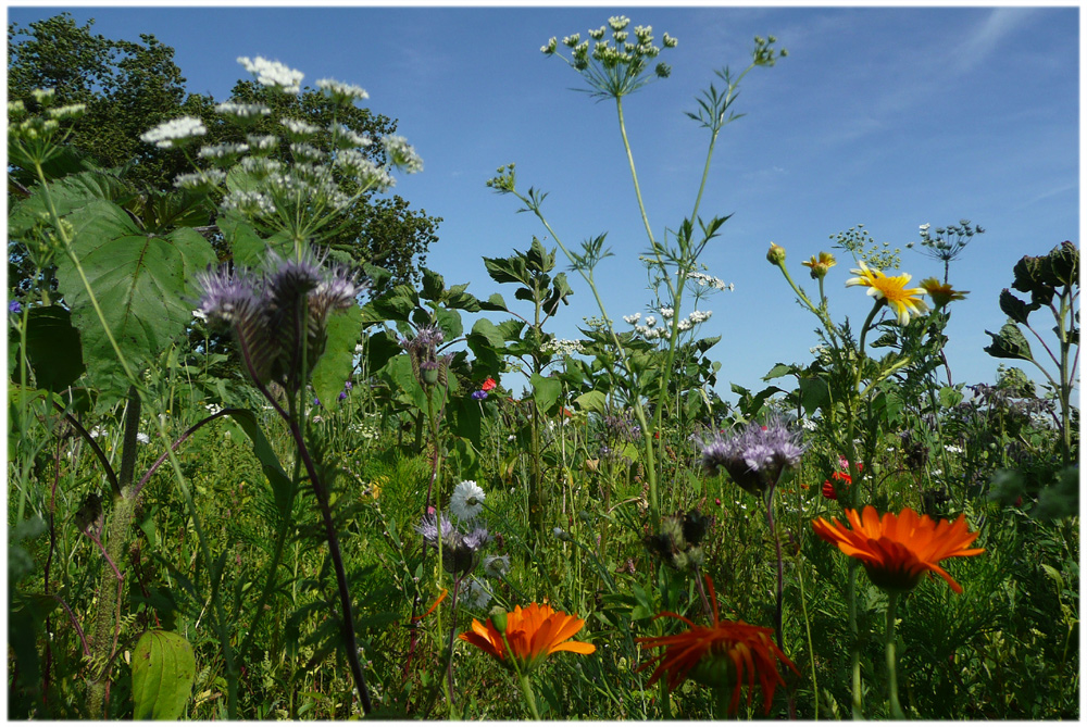 Wildblumen