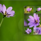 Wildblumen 10 - Der Pyrenäen-Storchenschnabel (Geranium pyrenaicum) ...