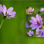 Wildblumen 10 - Der Pyrenäen-Storchenschnabel (Geranium pyrenaicum) ...