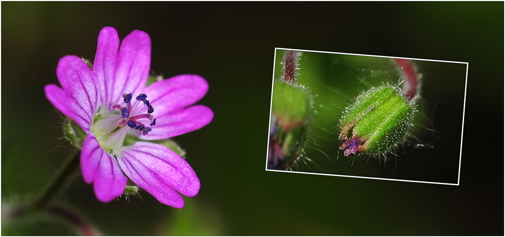 Wildblumen 11 - Der Kleine Storchschnabel (Geranium pusillum) ..