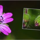 Wildblumen 11 - Der Kleine Storchschnabel (Geranium pusillum) ..