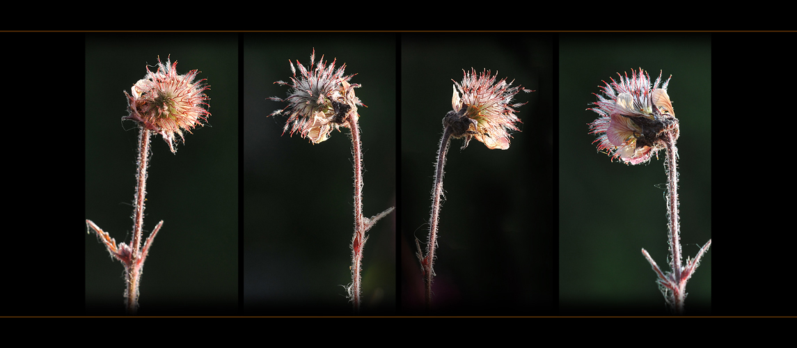 Wildblumen 12 B - Der Bach-Nelkenwurz (Geum rivale) ...