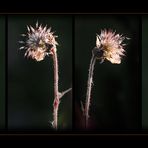 Wildblumen 12 B - Der Bach-Nelkenwurz (Geum rivale) ...