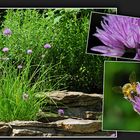 Wildblumen 13  -  Der Schnittlauch (Allium schoenoprasum) ...