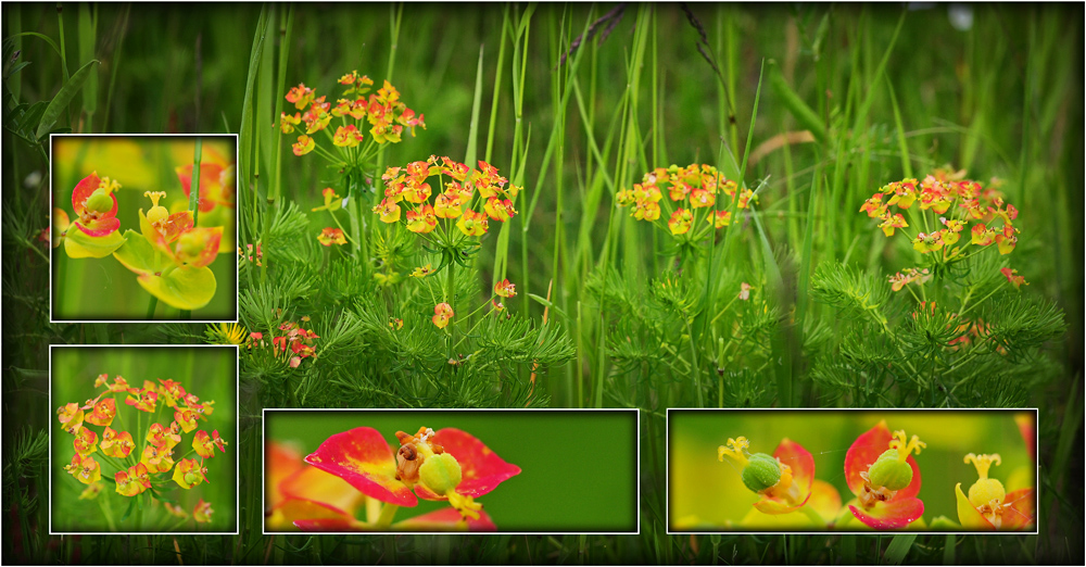 Wildblumen 15 - Die Zypressen-Wolfsmilch (Euphorbia cyparissias)…