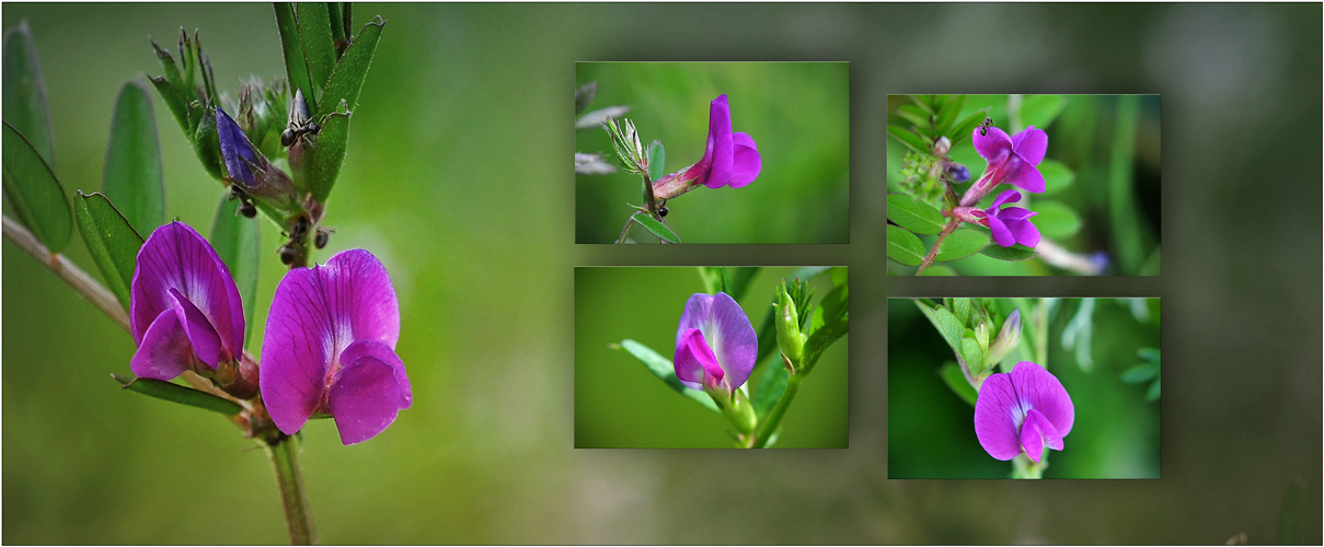 Wildblumen 16 - Die Saat-Wicke (Vicia sativa), ...