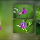 Wildblumen 16 - Die Saat-Wicke (Vicia sativa), ...