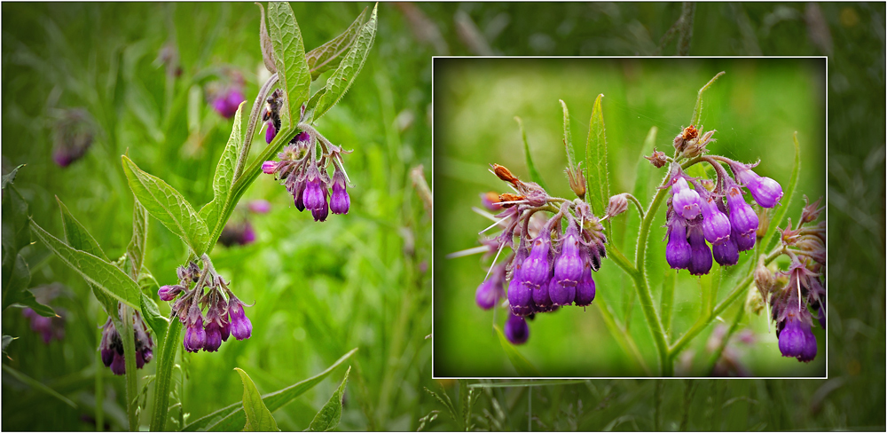 Wildblumen 18 - Der Echte Beinwell (Symphytum officinale), ...