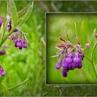 Wildblumen 18 - Der Echte Beinwell (Symphytum officinale), ...