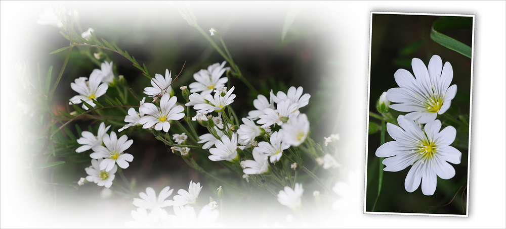 Wildblumen 19 - Das Acker-Hornkraut (Cerastium arvense) ...