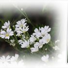 Wildblumen 19 - Das Acker-Hornkraut (Cerastium arvense) ...