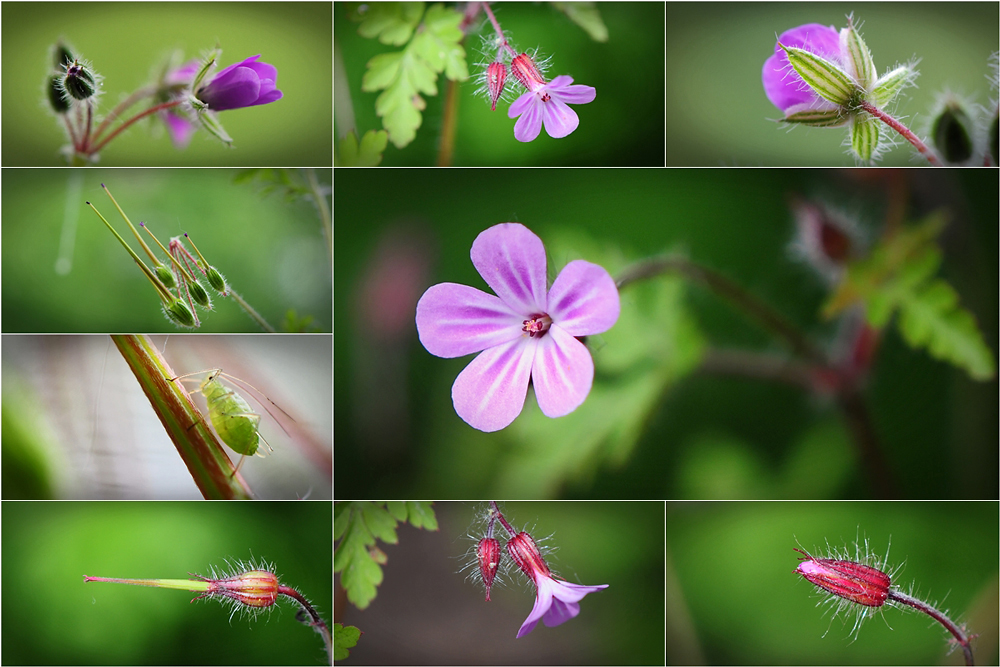 Wildblumen 20 - Das Ruprechtskraut (Geranium robertianum ssp. robertianum), ...