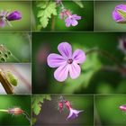 Wildblumen 20 - Das Ruprechtskraut (Geranium robertianum ssp. robertianum), ...