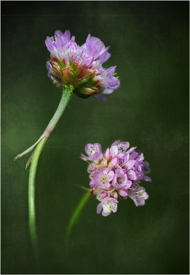 Wildblumen 21 - Die Gemeine Grasnelke (Armeria maritima) ...