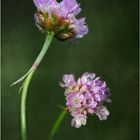 Wildblumen 21 - Die Gemeine Grasnelke (Armeria maritima) ...