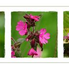 Wildblumen 23 - Die Rote Lichtnelke (Silene dioica), ...