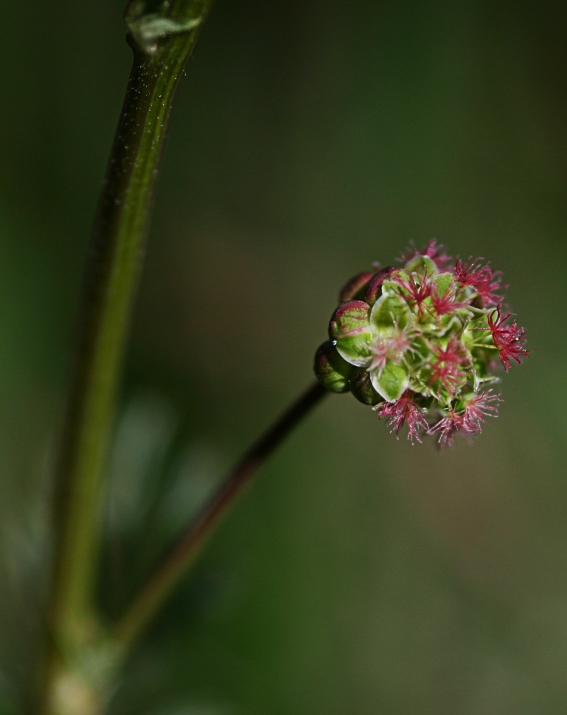 Wildblumen (25)