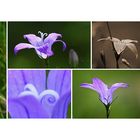 Wildblumen 25 - Die Wiesen-Glockenblume (Campanula patula), ...