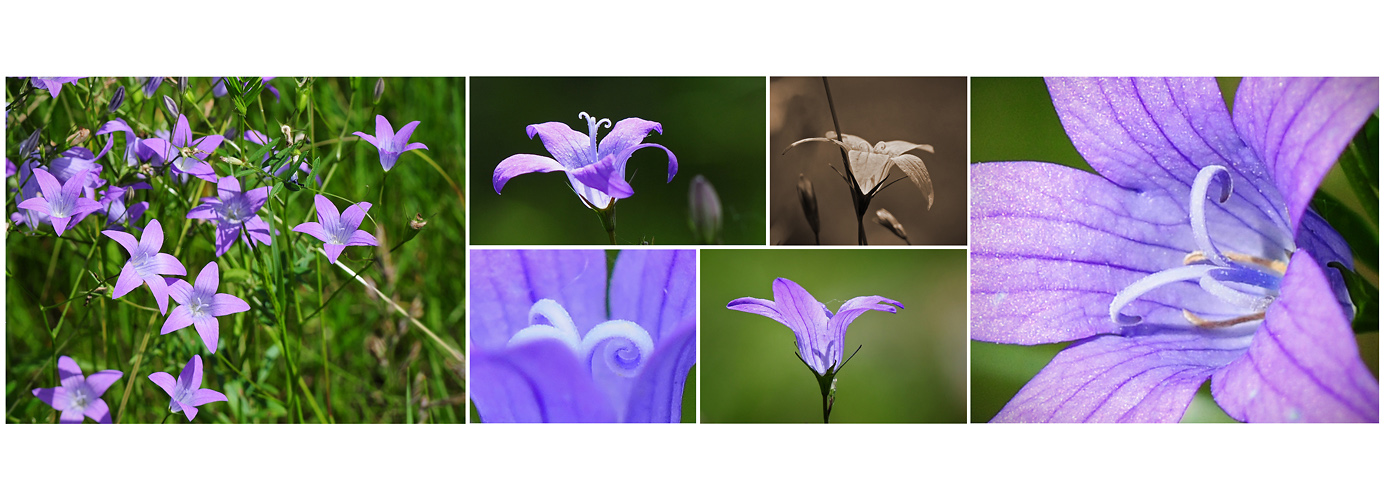 Wildblumen 25 - Die Wiesen-Glockenblume (Campanula patula), ...