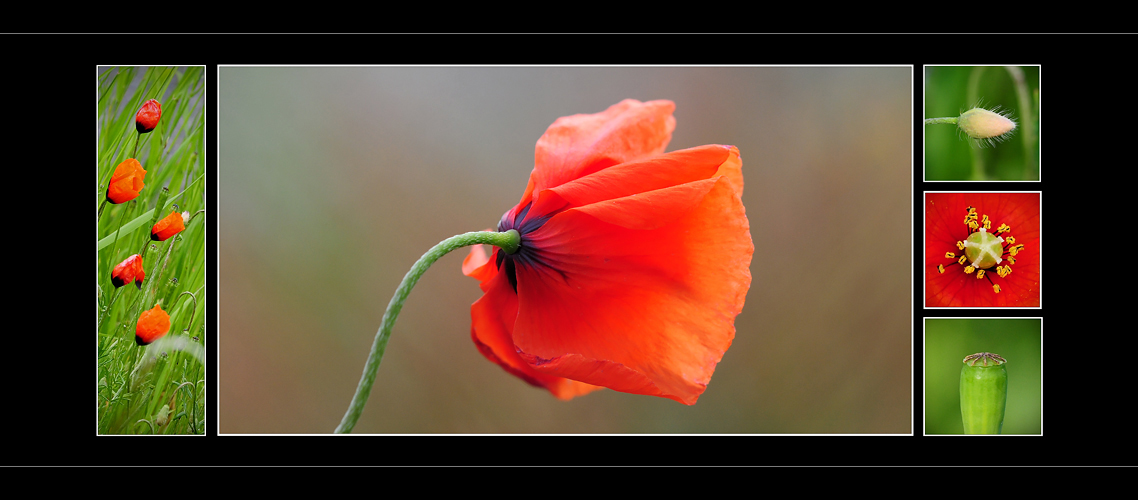 Wildblumen 27 - Der Klatschmohn (Papaver rhoeas), ...