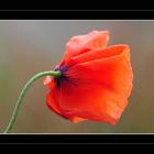 Wildblumen 27 - Der Klatschmohn (Papaver rhoeas), ...