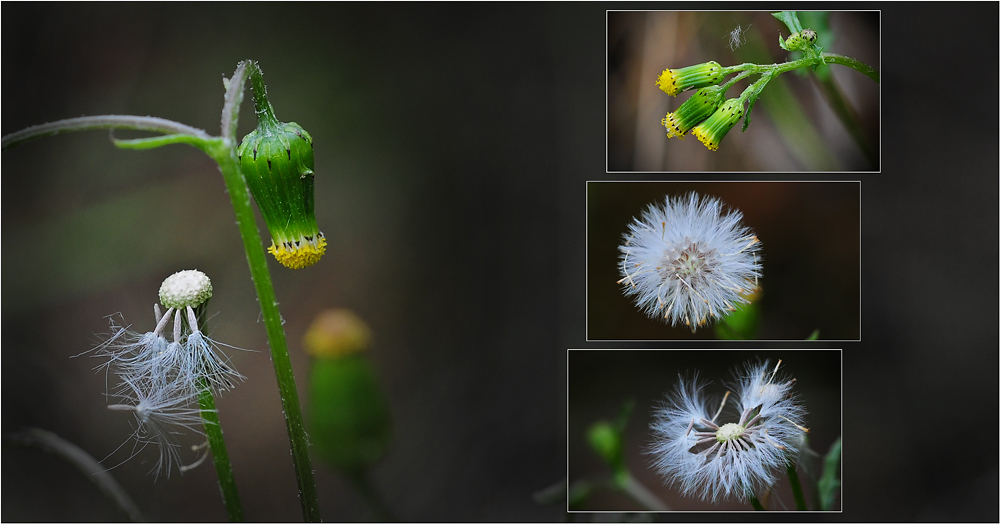 Wildblumen 28 - Das Gemeine Kreuzkraut (Senecio vulgaris) ...