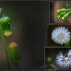 Wildblumen 28 - Das Gemeine Kreuzkraut (Senecio vulgaris) ...