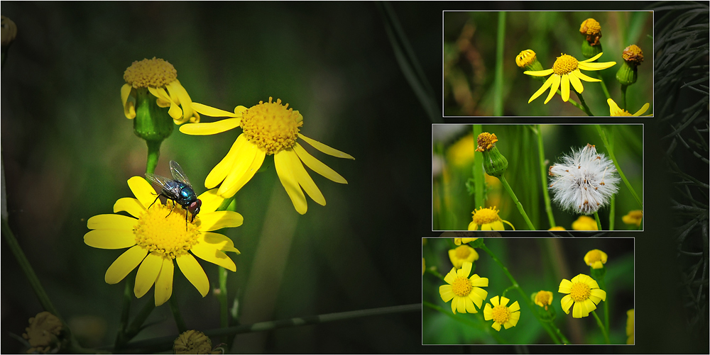 Wildblumen 29 - Das Jakobs-Greiskraut (Senecio jacobaea; Syn.: Jacobaea vulgaris Gaertn.) ...