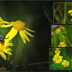 Wildblumen 29 - Das Jakobs-Greiskraut (Senecio jacobaea; Syn.: Jacobaea vulgaris Gaertn.) ...