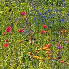 Wildblumen - 29062203