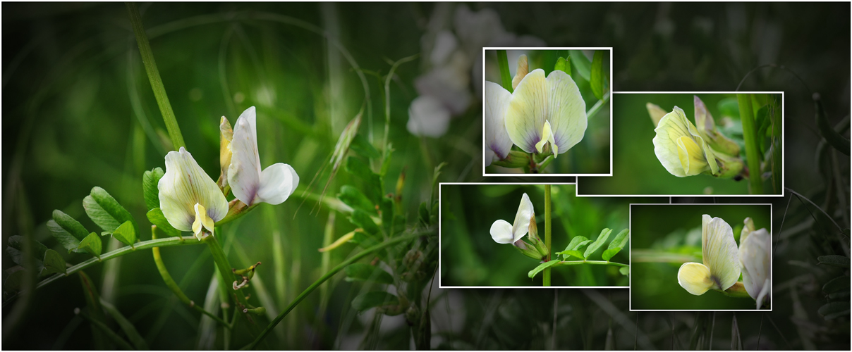 Wildblumen 30 - Die Großblütige Wicke (Vicia grandiflora) ...