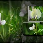 Wildblumen 30 - Die Großblütige Wicke (Vicia grandiflora) ...