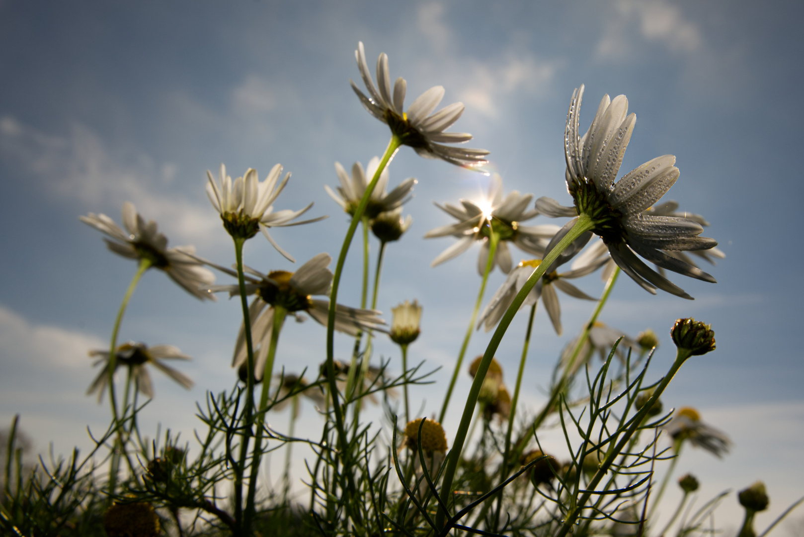 Wildblumen