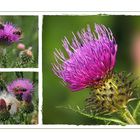 Wildblumen 31 - Die Gewöhnliche Kratzdistel (Cirsium vulgare, auch Cirsium lanceolatum) ...