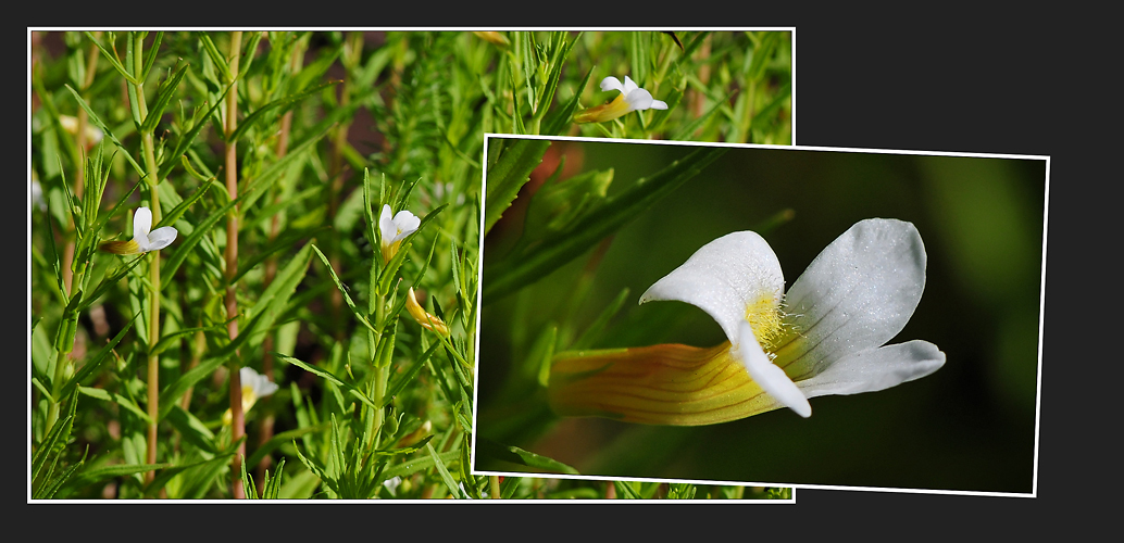 Wildblumen 34  -  Das Gottes-Gnadenkraut  (Gratiola officinalis), ...