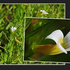 Wildblumen 34  -  Das Gottes-Gnadenkraut  (Gratiola officinalis), ...
